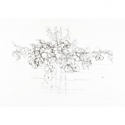 Antonio López.    &quot;Árbol Frutal (2007)&quot;. Aguafuerte y punta seca sobre papel Somerset Satin White
