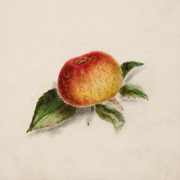 Escuela Española S. XVIII-XIX. "Estudio de manzana". Lápiz y pastel sobre papel.