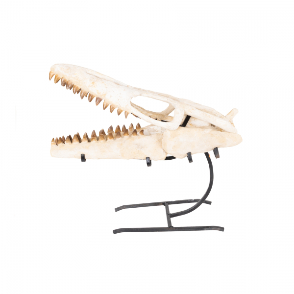 Cabeza de Mososaurio fosilizada, reptil marino extinto en el período Cretácico (100-66 millones de años).