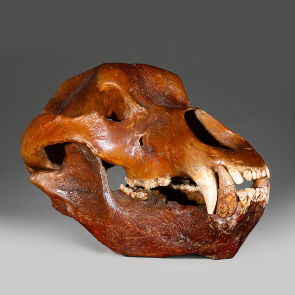 Muy raro cráneo completo fósil de Oso de las Cavernas (Ursus spelaeus), Rumanía (Pleistoceno superior) 