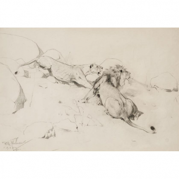 Wilhelm Kuhnert.   &quot;Leona y león&quot;. Dibujo a lápiz sobre papel.  