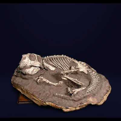 Inédito Esqueleto Fosilizado de DINOSAURIO &quot;PITTACOSAURUS&quot;&quot; ARQUEOLOGÍA - CIENCIAS NATURALES.
