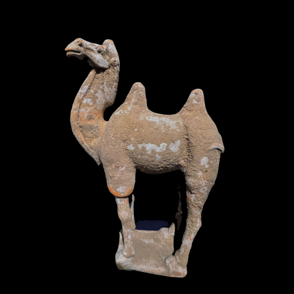 Importante Camello Chino periodo Tang en Terracota policromada, se adjunta test de luminiscencia - Correspondiente al año 618-907 d.C.