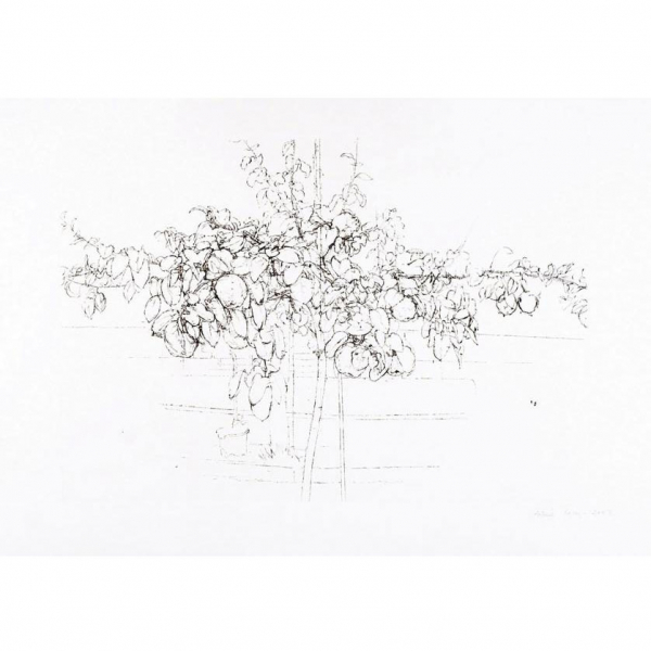 Antonio López. "Árbol Frutal (2007)". Aguafuerte y punta seca sobre papel Somerset Satin White, 300 gr.