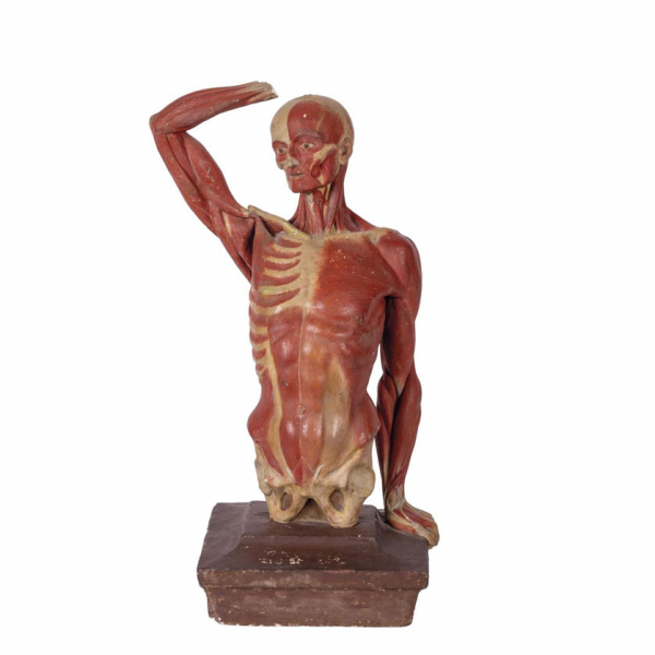 Escultura para estudio anatómico masculino realizada en escayola pintada. Posiblemente Italia, Bolonia, S. XIX.