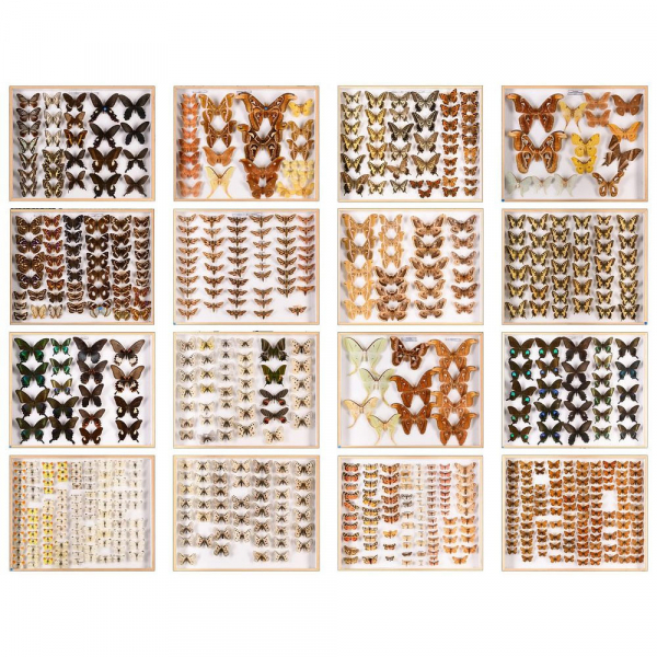Antigua colecci&oacute;n de mariposas disecadas, restaurada y libre de plagas, siglo XX.