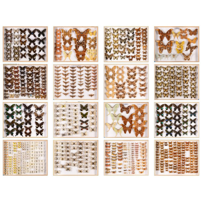 Antigua colecci&oacute;n de mariposas disecadas, restaurada y libre de plagas, siglo XX.