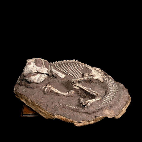 Inédito Esqueleto Fosilizado de DINOSAURIO "PITTACOSAURUS"" ARQUEOLOGÍA - CIENCIAS NATURALES