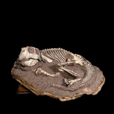 Inédito Esqueleto Fosilizado de DINOSAURIO &quot;PITTACOSAURUS&quot;&quot; ARQUEOLOGÍA - CIENCIAS NATURALES