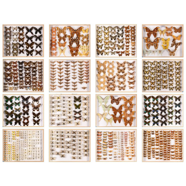 Antigua colecci&oacute;n de mariposas disecadas, restaurada y libre de plagas, siglo XX.  Material org&aacute;nico entomol&oacute;gico.