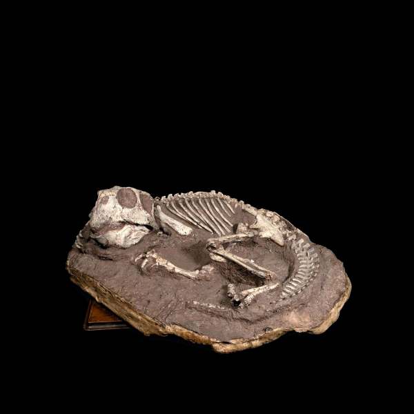 Inédito Esqueleto Fosilizado de DINOSAURIO &quot;PITTACOSAURUS&quot;&quot; ARQUEOLOGÍA - CIENCIAS NATURALES.