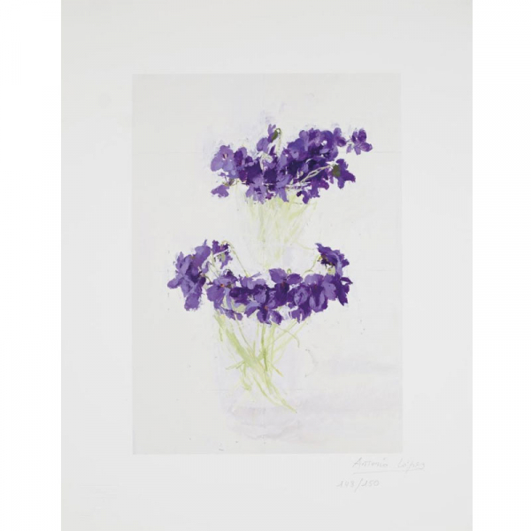 Antonio López García. &quot;Violetas (2011)&quot;. Digigrafía sobre papel Arches Velin Museo. Firmada 